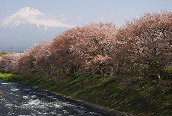 瀧戸橋の桜.jpg