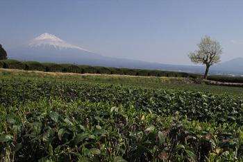 茶畑と富士山.jpg